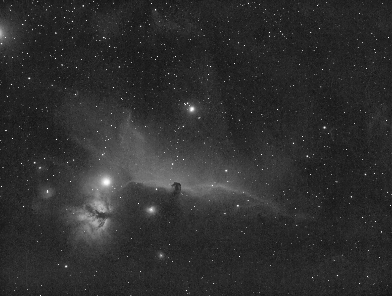 Horsehead - Black and White