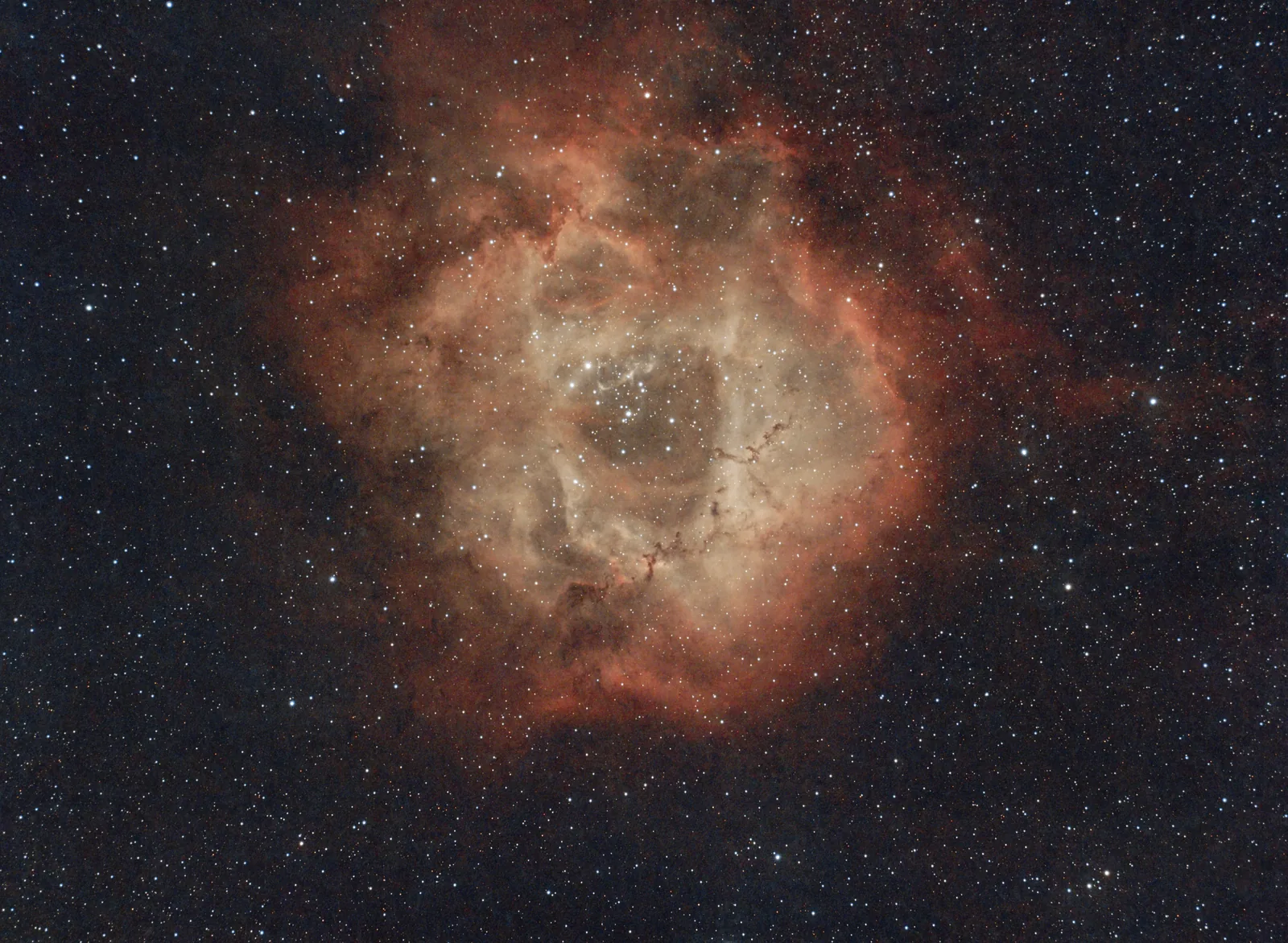 Rosette - Standard
