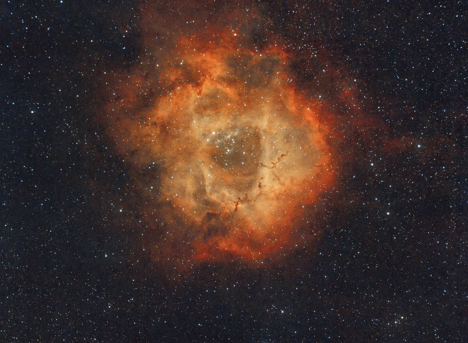 Rosette - Standard - Colour boost All High