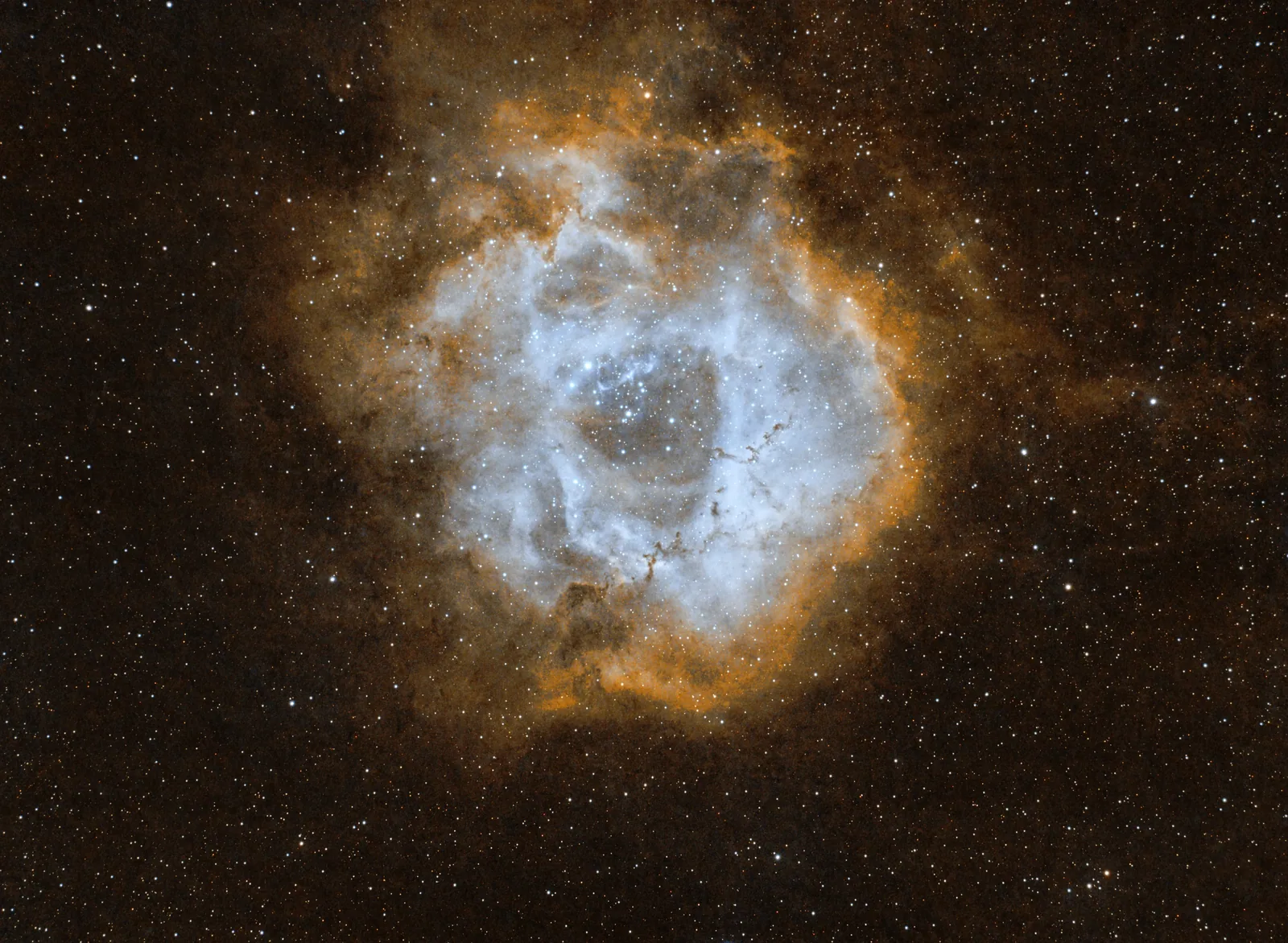 Rosette - Yellow high - ok